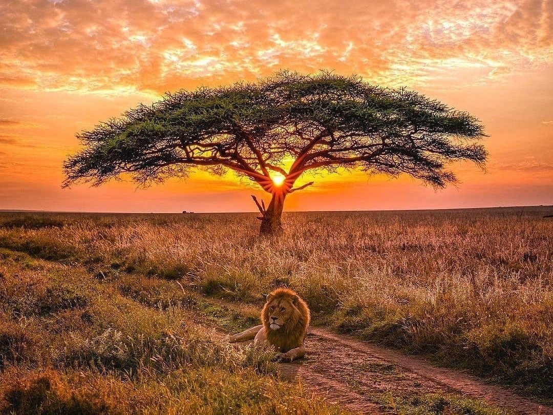 nature lovers destination Serengeti National Park Tanzania