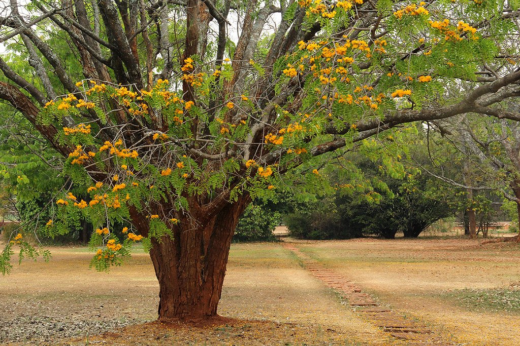 Harare Botanical Gardens