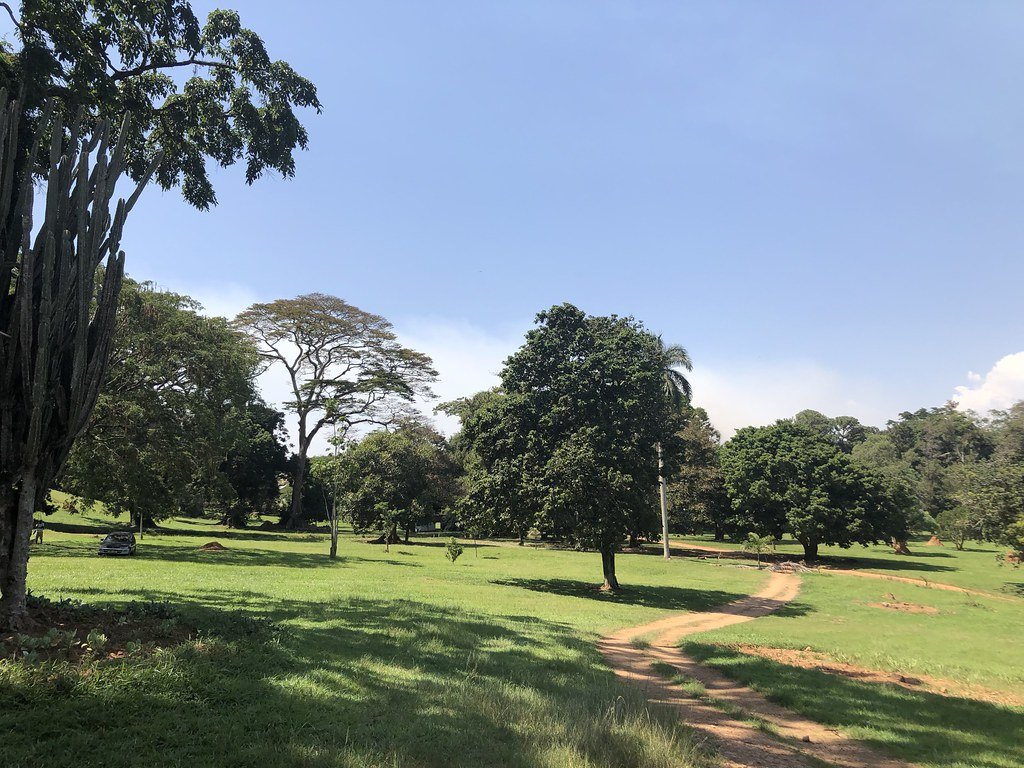 Botanical garden in Entebbe