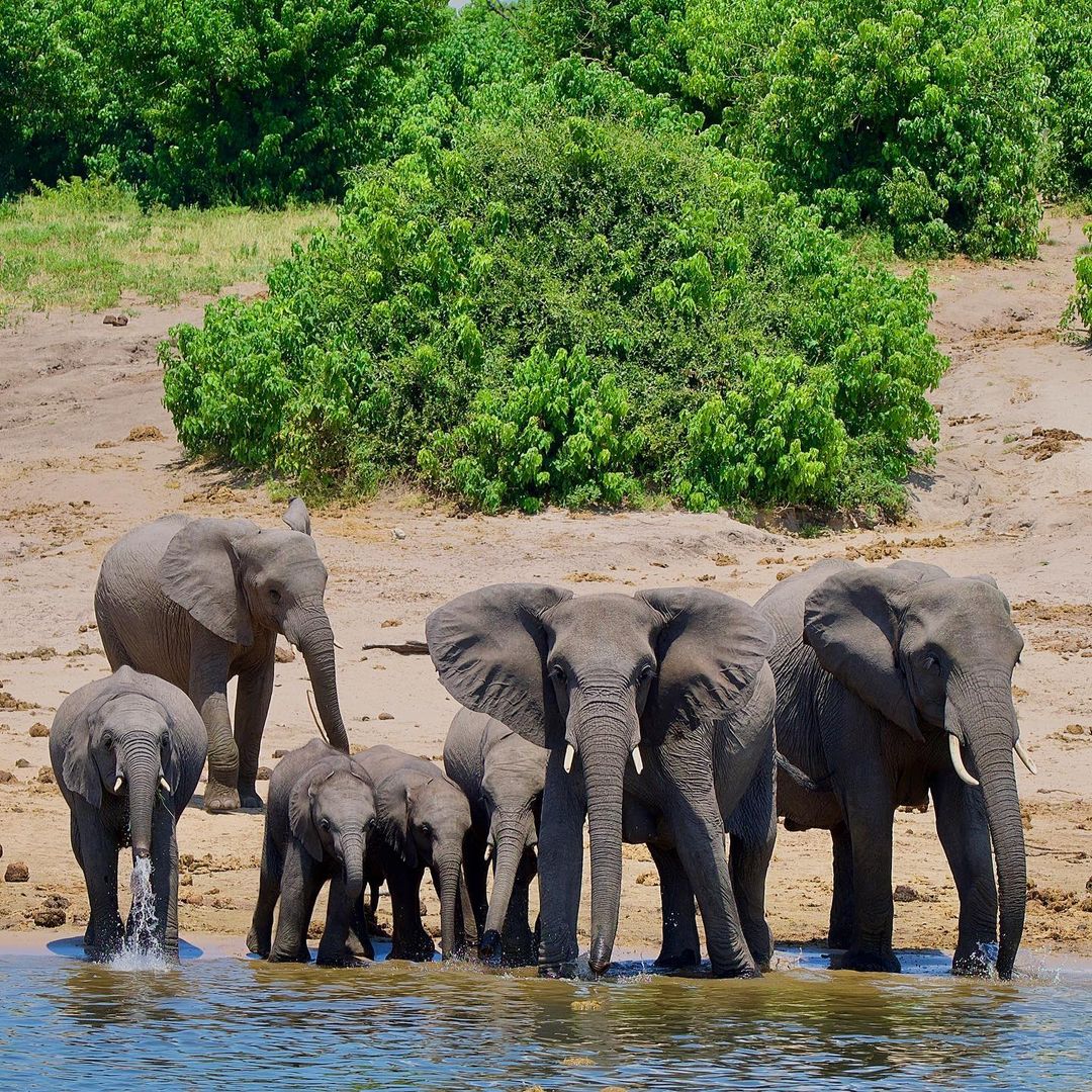 Botswana top places to sight elephant