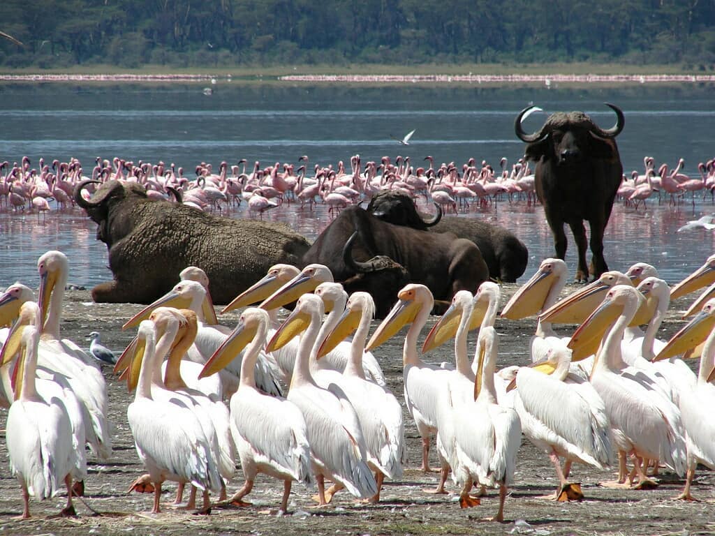 Guide to Kenya's Lake Nakuru National Park - Dream Africa