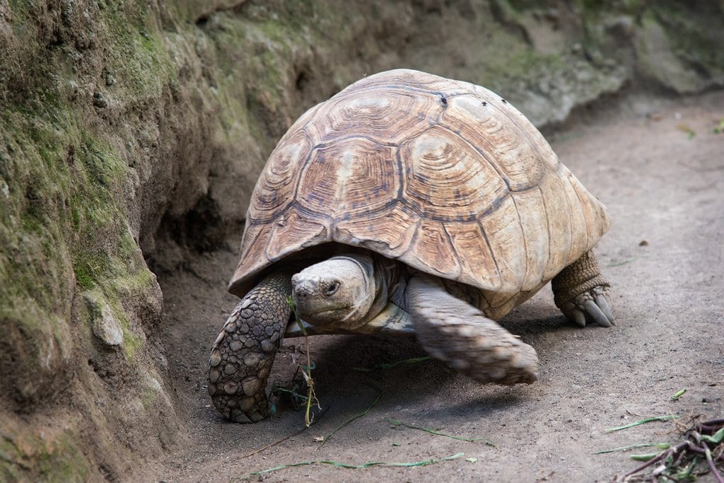 tortoise at hyrax hill museum