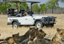 Guide to Kafue National Park