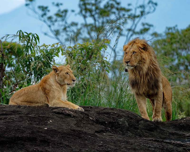 Lions at Kidepo Valley National Park, Uganda