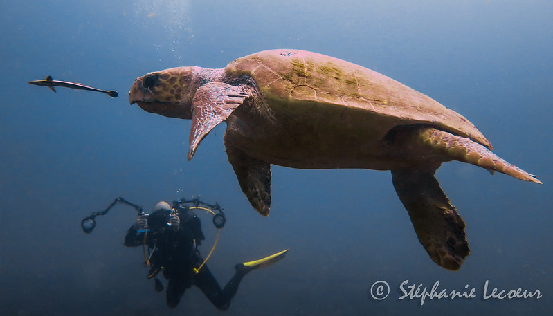 Sea Turtle swimming in the water at Bazaruto
