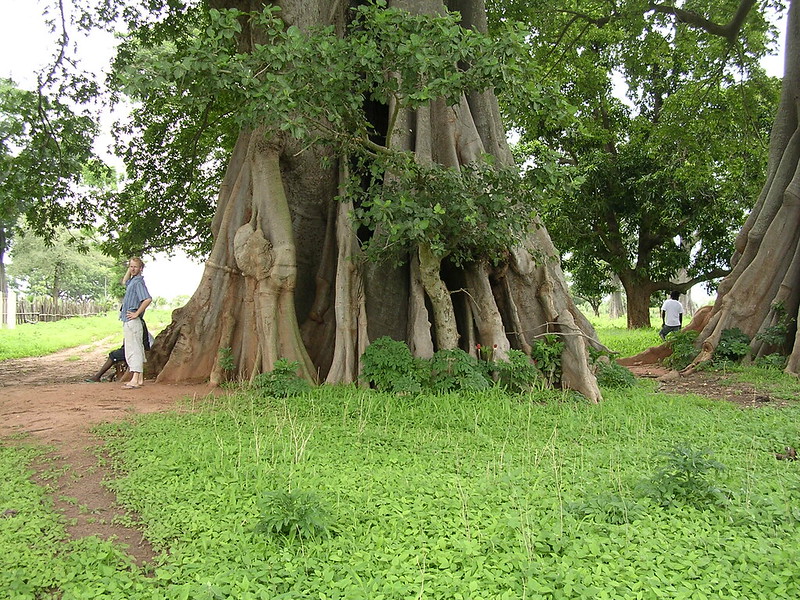 Baobab Tree in Cassamase