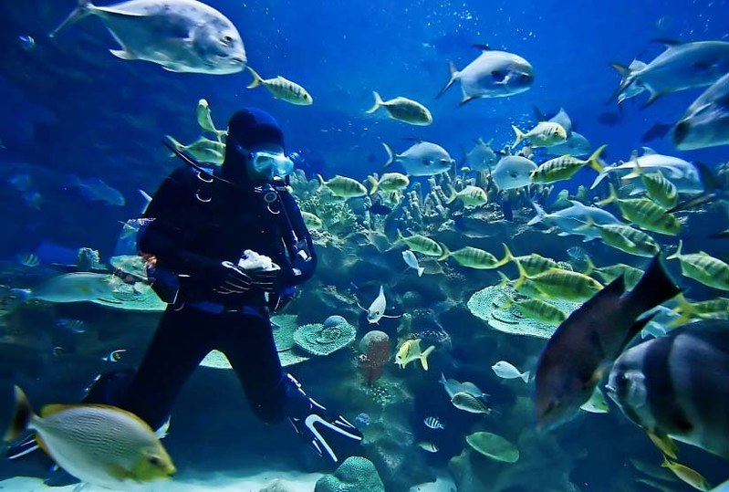 Man Scuba Diving Mozambique surrounded with fishes