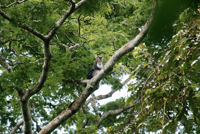 Monkey on a tree; Taï National Park, Ivory coast