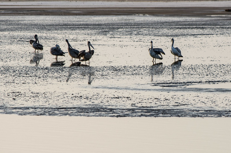 Birds at a beach in Senegal