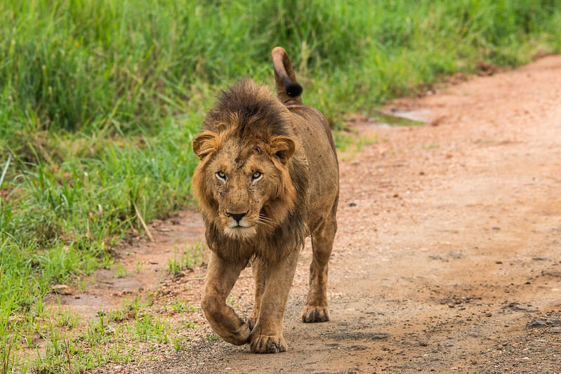 Lion at Kidepo Valley National Park