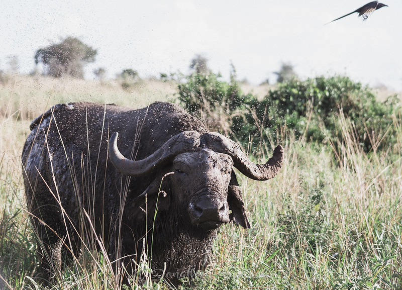 Buffalo at Kidepo Valley National Park, Uganda